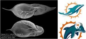 The water flea helmet transformation is due to epigenetics. The Miami Dolphin helmet transformation is due to a dolphin with a helmet looking ridiculous. 